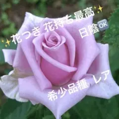 希少品種　レア　四季咲きバラ苗 大輪　ブルー　⭐️購入前必ずコメント下さい