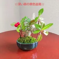 【特価】深い森の景色盆栽☆ツルヤブコウジ、赤松、ヒノキ、古木の寄せ植え 苔テラ風のサムネイル