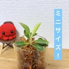 RIZU様 リクエスト 2点 まとめ商品