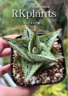 サンスベリア ブラック アンツ Sansevieria Black Ant - メルカリ