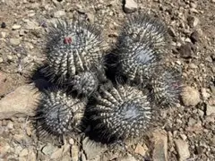 2026年最新】孤竜丸の人気アイテム - メルカリ