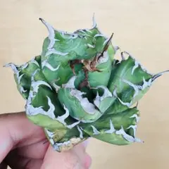 627【上澳園芸】アガベ チタノタ シーザー錦 綺麗株 - メルカリ