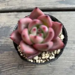 にゃんちゅ様 リクエスト 2点 まとめ商品