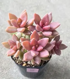 misoさん苗3点セット札付きポットごとメルカリ便バラ売り不可 misoさん苗3点セット札付きポットごとメルカリ便バラ売り不可｜