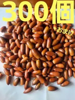 どんぐり　マテバシイ　300個+おまけ