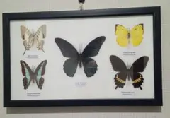 北海道産　シロチョウ科　セット 北海道産シロチョウ科セット