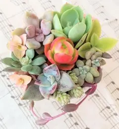 やあ様 リクエスト 2点 まとめ商品