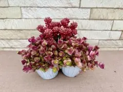 お客様専用商品・多肉植物お好みセット