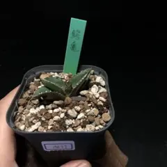 2025年最新】アガベ鰐亀の人気アイテム - メルカリ