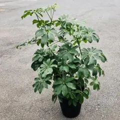 셰플러