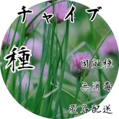 【香りが自慢の万能ハーブ】 　チャイブ 　種　0.1ml