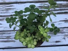 アロマティカス　ハーブ　多肉植物　抜き苗　NO1