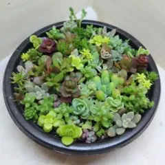 そのまま飾れる 多肉植物 ちまちま寄せ 乙女心＆セダム等 A817