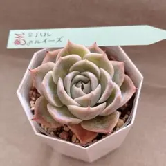 y*♡様 多肉植物　ハル　ルイーズ　ミヤ苗　miyaさん苗