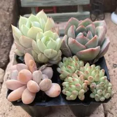 momo mo様 リクエスト 2点 まとめ商品