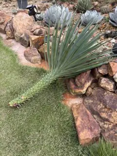 2025年最新】センジュランの人気アイテム - メルカリ