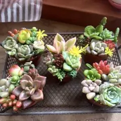 5個セット♡多肉植物寄せ植え♡そのまま飾れる♡