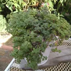 シェリー様 リクエスト 2点 まとめ商品