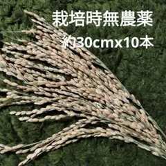 稲穂　ドライ　10本