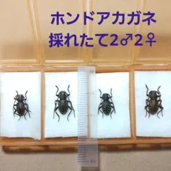 shin_chacha523様 リクエスト 4点 まとめ商品