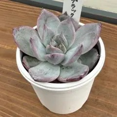 maipo様 リクエスト 2点 まとめ商品