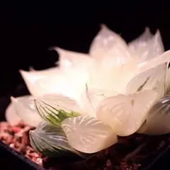 多肉植物 ハオルチア 白帝城錦糊斑 - メルカリ