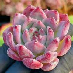 陽様 リクエスト 4点 まとめ商品