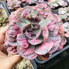 まーちゃん様 リクエスト 2点 まとめ商品