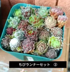 センペルビウム　ちびランナーセット　②
