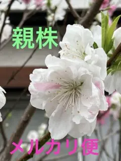 2026年最新】桃染華多肉の人気アイテム - メルカリ