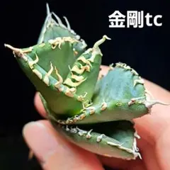 ZZ様 リクエスト 2点 まとめ商品