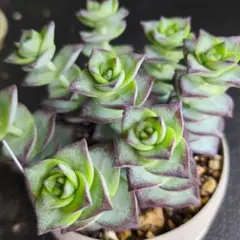 【りくママ様専用】星の王子（クラッスラ）多肉植物