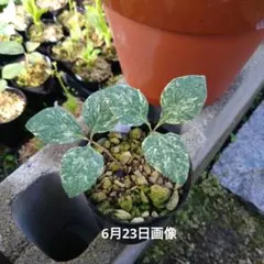 山野草 斑入り ヤマシャクヤク 青森県産7号鉢A - メルカリ