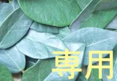 １１日（木）２１時迄 【リピート だんごむし様 専用】 まとめ商品