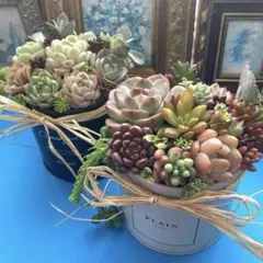 ★そのまま飾れる★多肉植物★寄せ植え★2点セット。黒と淡いグレーの缶に☆*:.。