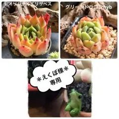 えくぼ様 リクエスト 2点 まとめ商品のサムネイル