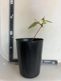 2026年最新】苗の人気アイテム - メルカリ