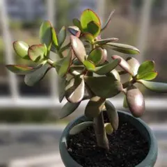 花月　金の成る木　三又一株のサムネイル