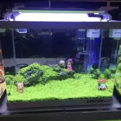 種から育てる水草　水草の種　60㎝水槽用のサムネイル