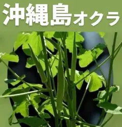 キティミミィ☆プロフ必読お願いします★様 リクエスト 3点 まとめ商品