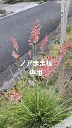 ノアまま様専用ページです