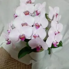 レア♡胡蝶蘭♡マザーチーク♡3.5号♡メルカリ便 - メルカリ