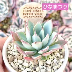 中里リンゼアナ×BonoBonoリンゼアナ札付きポットごとルイパパさん苗