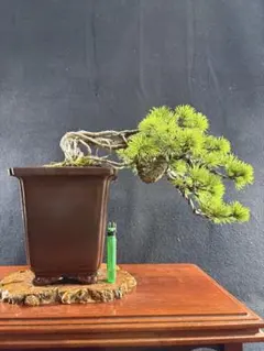 赤松 懸崖 根上り 10cm - メルカリ