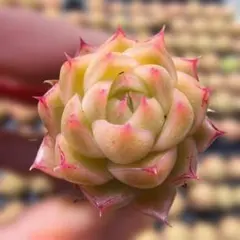 1原種 E.strictiflora v. Nova ストリクチフローラ ノヴァ - メルカリ