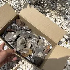 国産化石　淡路植物 標本－７６ 国産化石 淡路産 標本260707－33 - メルカリ