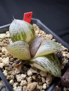 34g 多肉植物 ハオルチア 大縄玉扇錦糊斑 自家繁殖 鉢植え発送 - メルカリ