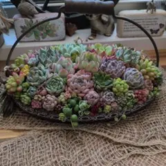 現品】癒しの多肉バスケット＊ナチュラル寄せ植え そのまま飾れる