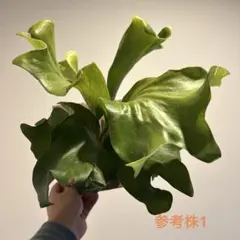 2026年最新】p hilliiの人気アイテム - メルカリ