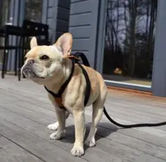 abu 犬用オールインワンハーネスSサイズ キャメル デコピン愛用 - メルカリ